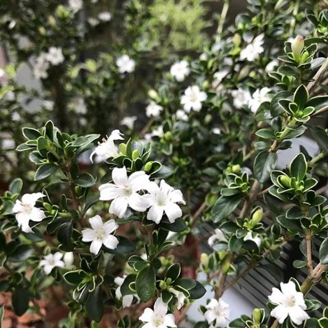 Bahan bonsai hingkip/ mirten
