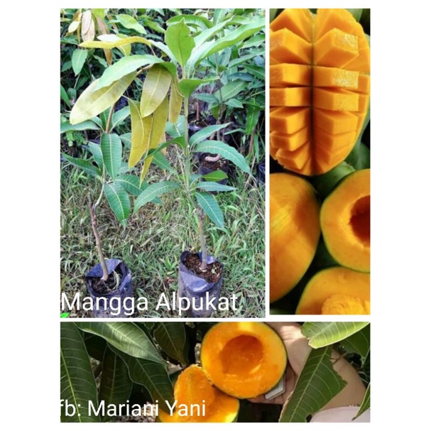 Mangga Harumanis,manalagi,apel, Kiojay hasil okulasi  2 tahun sudah berbuah