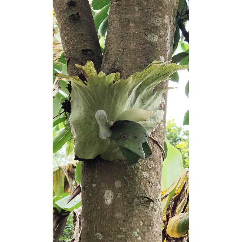 platycerium wandae/tanduk rusa