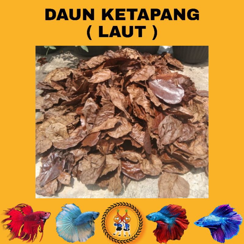 

Daun ketapang laut 100gr