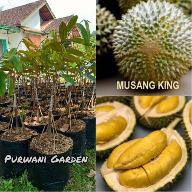 Bibit Durian Musang King Kaki 5
