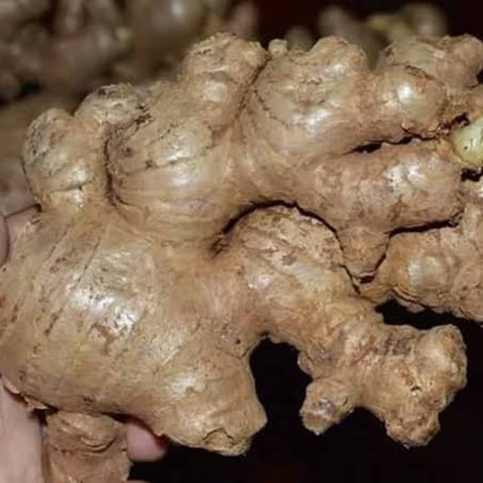 

JAHE GAJAH FRESH 500 GRAM