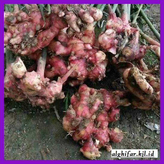

lanoisidartdrink- jahe merah fresh 1kg -asliii-bngittt.