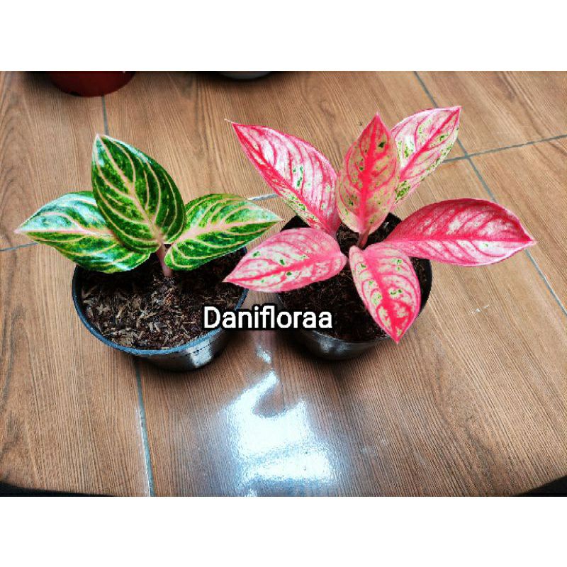 Promo Paket Anakan Aglonema Rinjani&Romantic Love