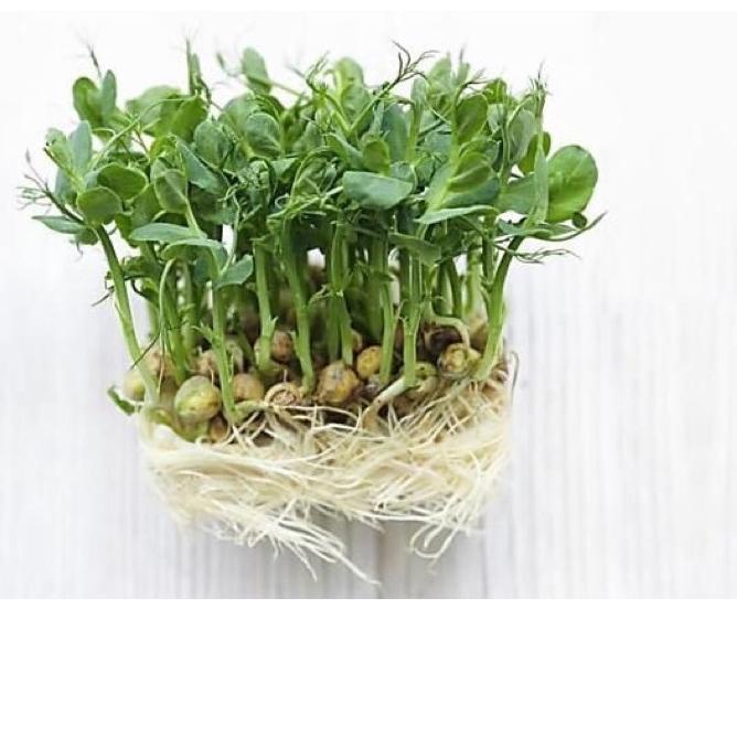 

Grosir Benih Biji Kacang Kapri 100gr Snow Peas Tomiau PeaShoots Pea Shoots Taomiao Microgreen B0D*