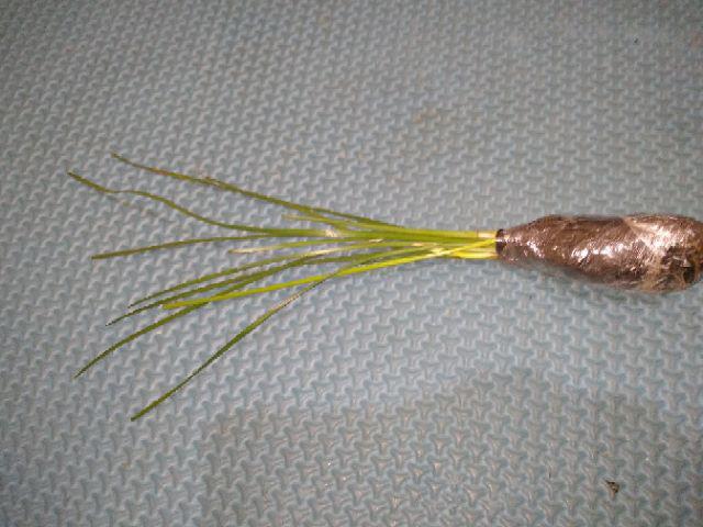 Tanaman Hias Lily Hujan-kucay Tulip - Pohon Lili Hujan