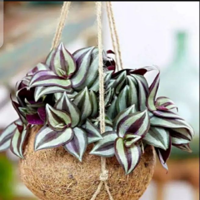 tanaman hiyas gantung zebraina / tanaman hiyas zebraina