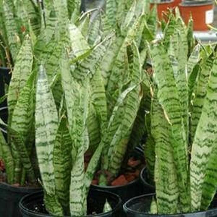 Bibit Tanaman Hias Sukulen Sansevieria Zeylanica