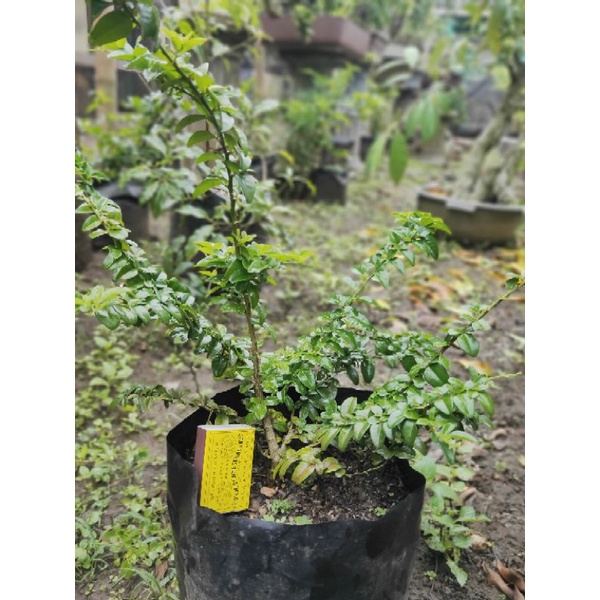 Jeruk Kingkit Kompakta