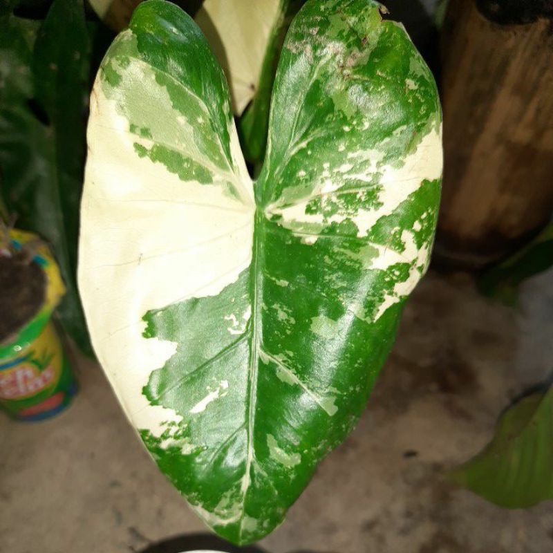 TANAMAN HIAS SENTE VARIGATA - ALOCASIA MACRORRHIZA VARIGATA