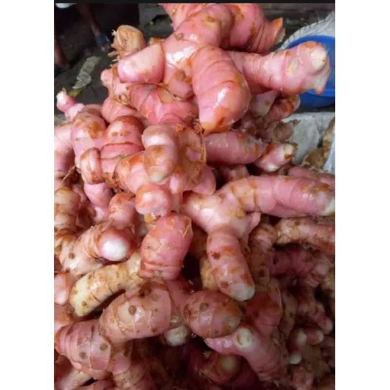

rempah laja laos fresh segar