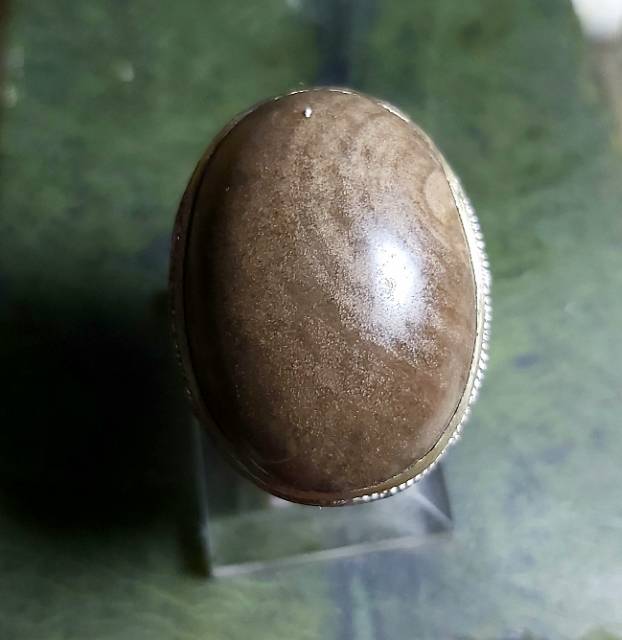 Fosil Kayu Djati