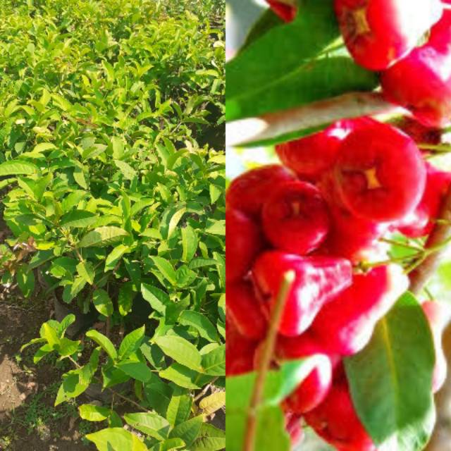 Bibit Pohon Jambu Kancing Merah - Tanaman Jambu Kancing - Jambu Air