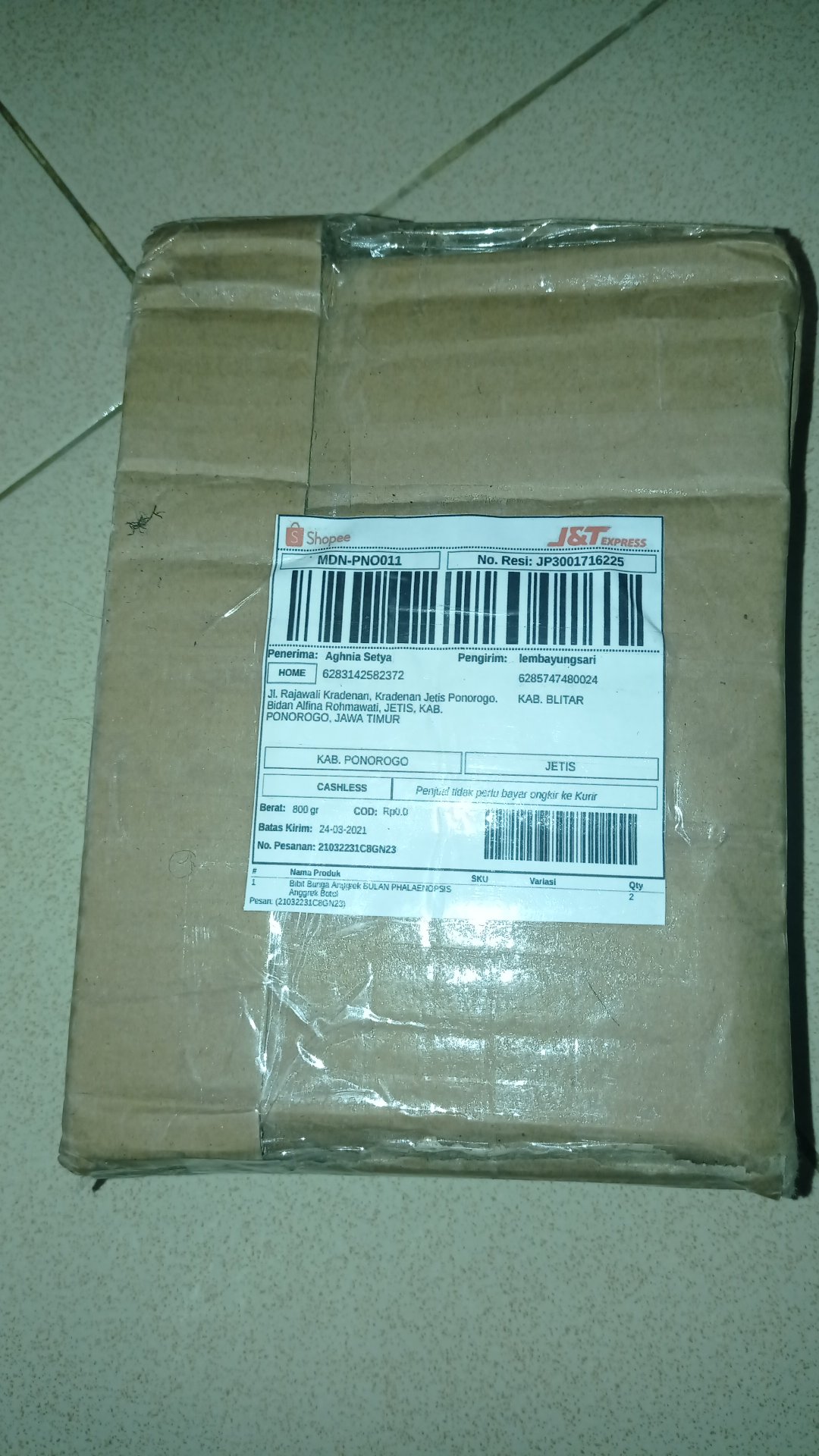 Bibit Bunga Anggrek Bulan Phalaenopsis Anggrek Botol