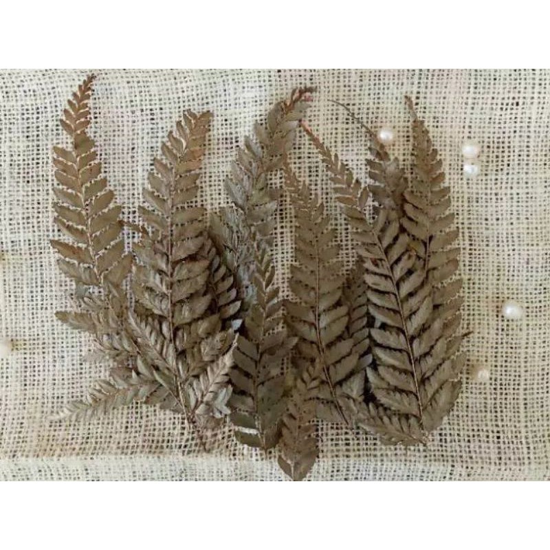 Daun Pakis Kering Daun Paku Hiasan Mahar Rustic