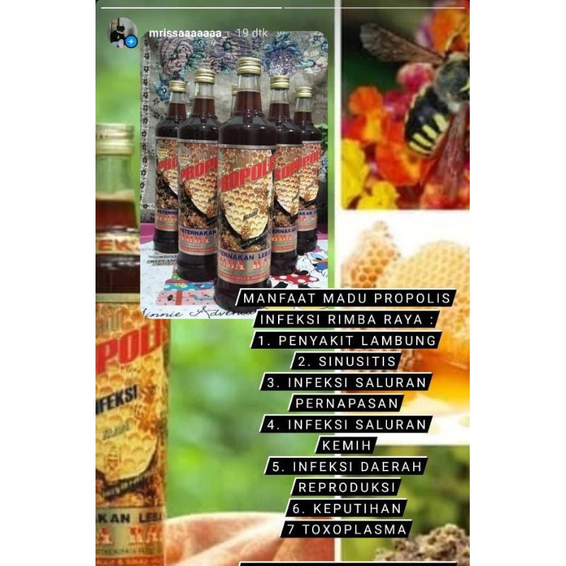madu propolis infeksi rimba raya