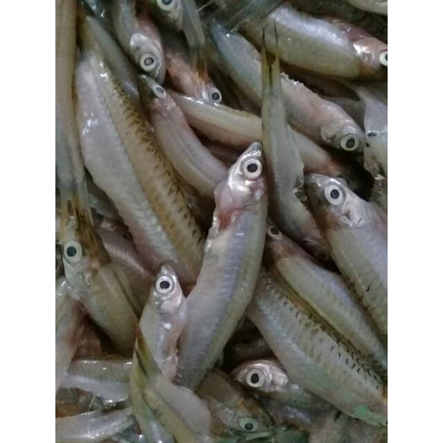 

Ikan seluang bersih 500 gr frozen siap olah