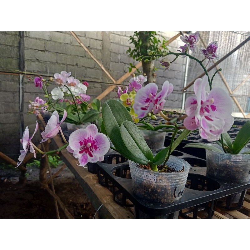 Anggrek Bulan Taiwan Koleksi Pink mini/midi berbunga