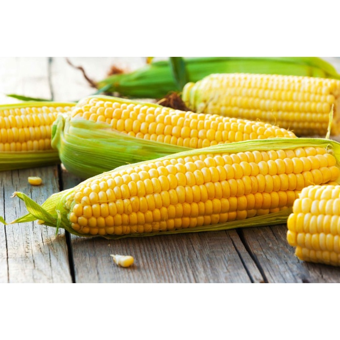 Benih Bibit Biji - JAGUNG MANIS Kuning Premium F1 Super Sweet Yellow Corn Seeds - Panen Dalam 55 HST