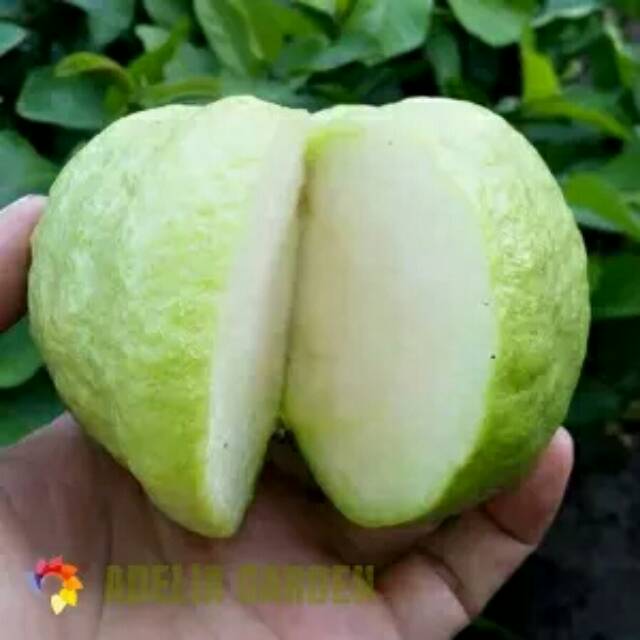 Bibit tanaman jambu kristal - jambu biji kristal - jambu sukun kristal