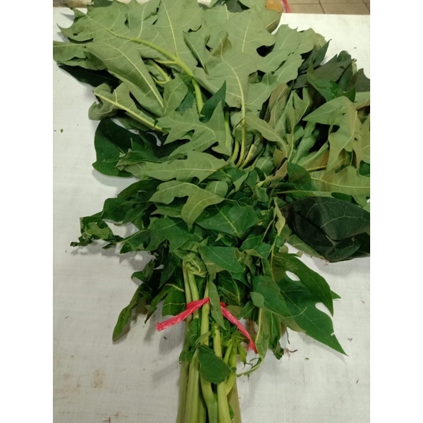 

daun pepaya 1.iket Rp 5.000