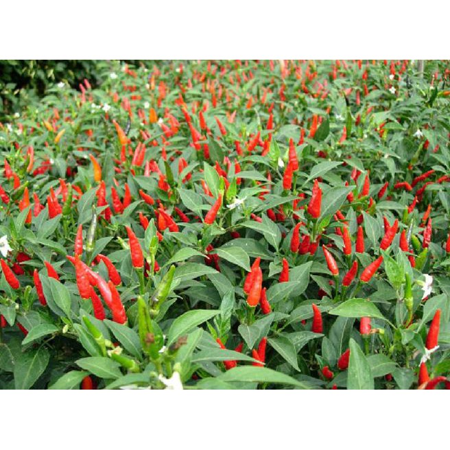 3Cnr Benih/Bibit Cabe Rawit Centil F1 (Known You Seed) Ljbn