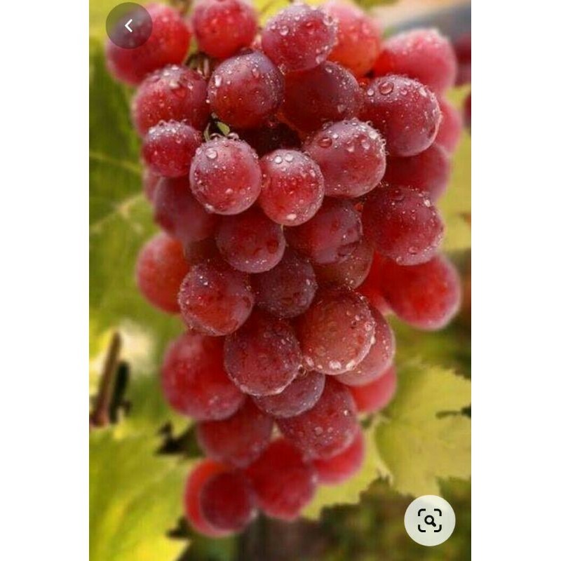 Bibit Buah Anggur Import Jumbo Merah Manis Red Globe Cocok Disegala Cuaca.