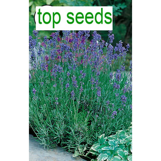 Benih Bunga Lavender Munstead Strain Mr.Fothergill'S F1 Tpsdd3 Buru Order