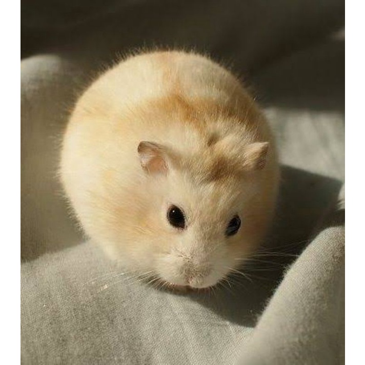 hamster winter golden kirim jabodetabek