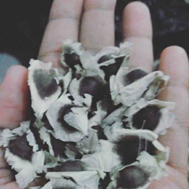 

biji kelor Moringa Lamuce Lamutze Lamuzi 100gr