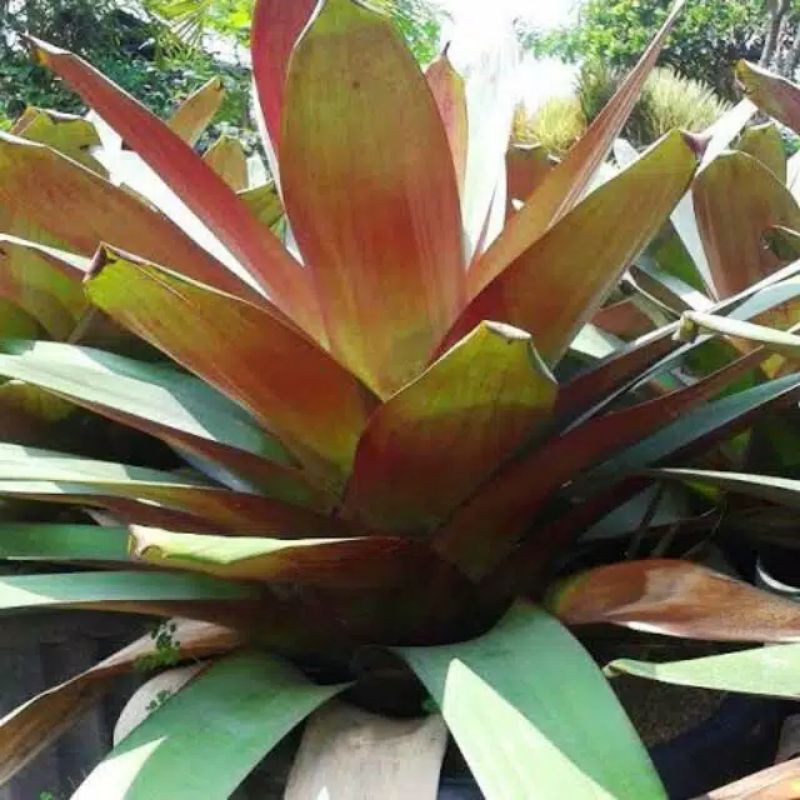 Tanaman hias bromelia jayen merah/giant merah
