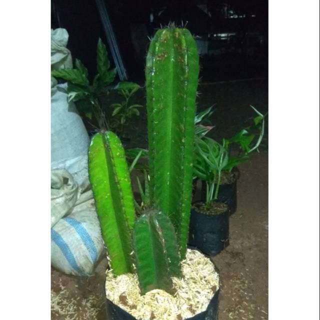 Paket Kaktus Koboi Isi 3 - Kaktus Koboi