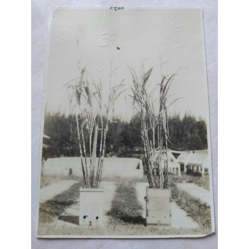 

Kartu Pos Kuno Lawas Jadul ASLI Tahun 1950-an Gambar Tanaman Tebu - Dari Lawang ke Pasuruan