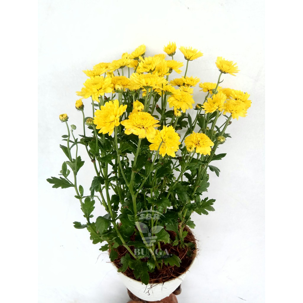 Tanaman aster  kuning  Shopee Indonesia