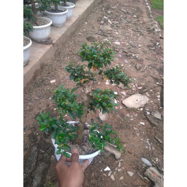 bonsai hokiantea siap pajang