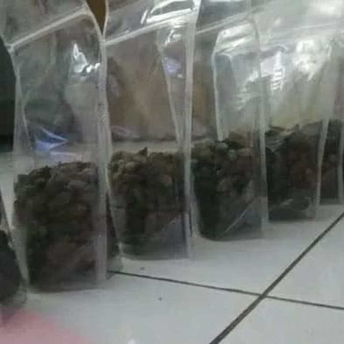 biji pohon Ketapang kencana