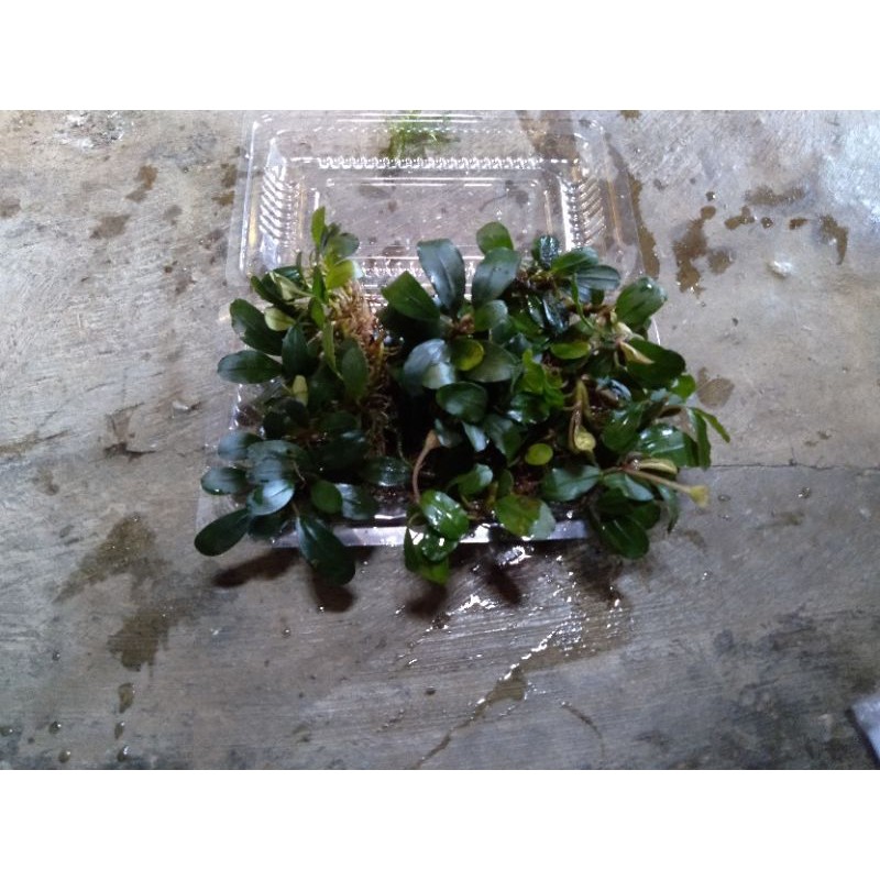 tanaman aquascape buce