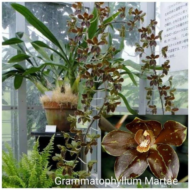 Anggrek seedling Grammatophyllum martae