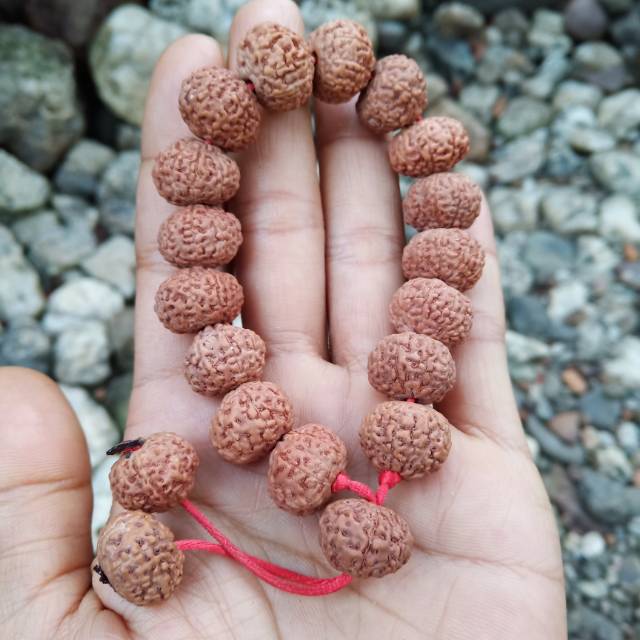 Rudraksha mukhi 9  genitri garis 9