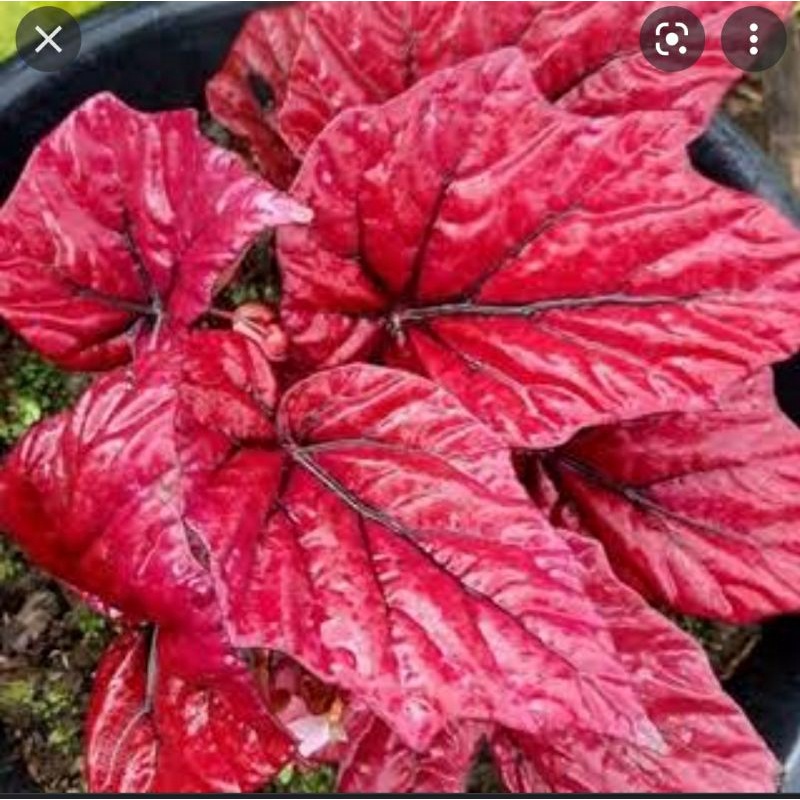 anakan pra remaja begonia red super, begonia sultan, begonia premium, begonia langka, begonia murah,