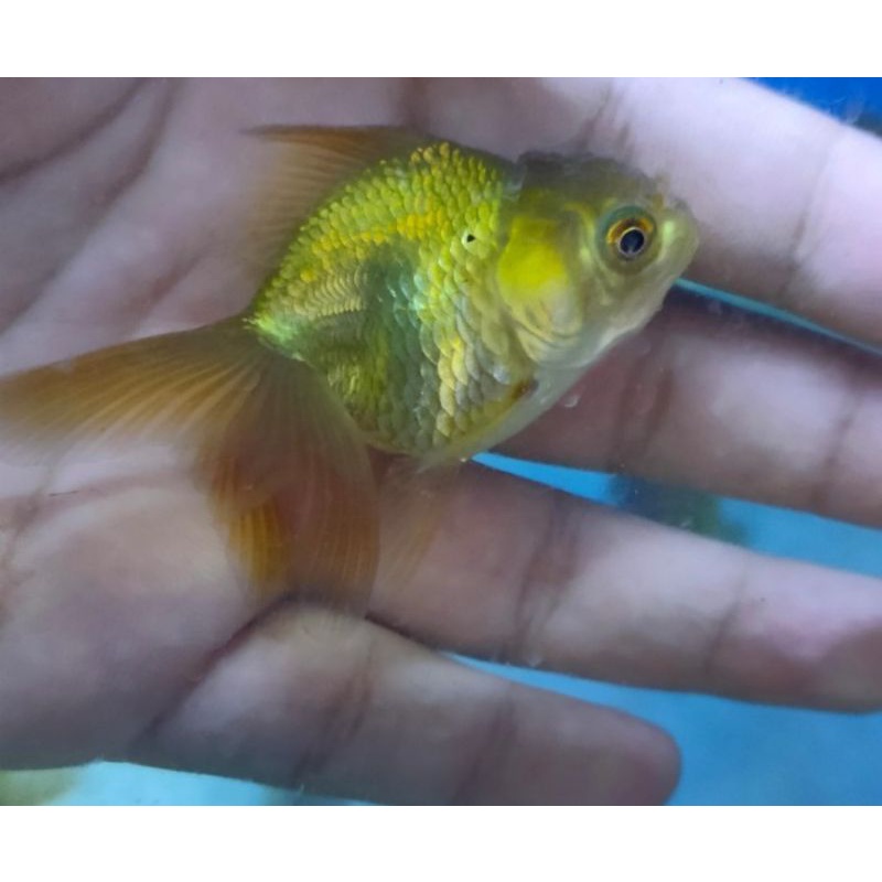 ikan hias koki oranda green