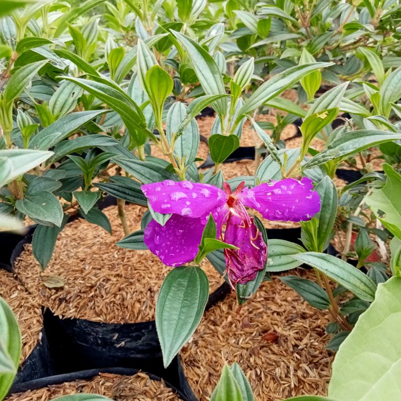 tanaman taibo cina bunga senggani bibit taibo cina bibit senggani