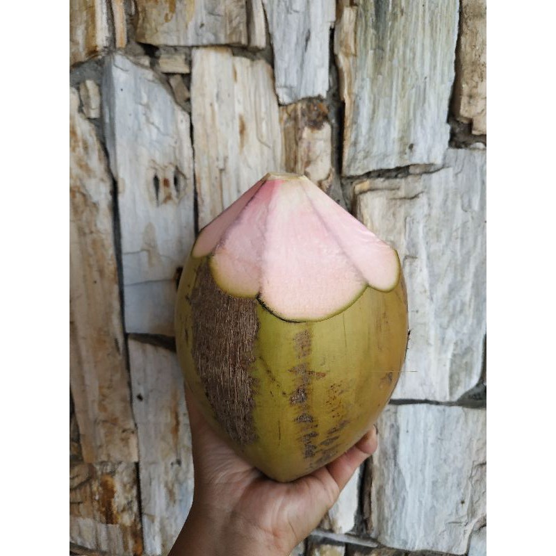 

Kelapa ijo/hijau kemasan plastik 1 butir