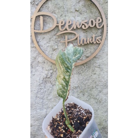 rhaphidophora puberula varigata ekonomis (2 ruas)