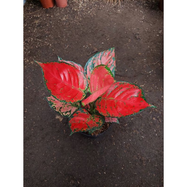 Aglonema Red Anjamani Lokal Dewasa Daun 8 9 10