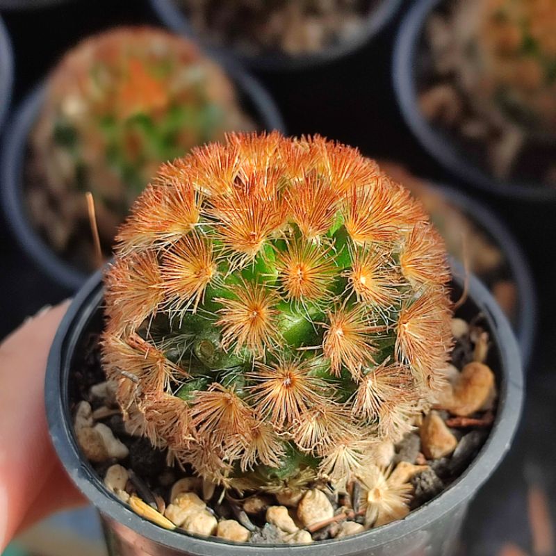 Mammillaria Carmenae Ownroot