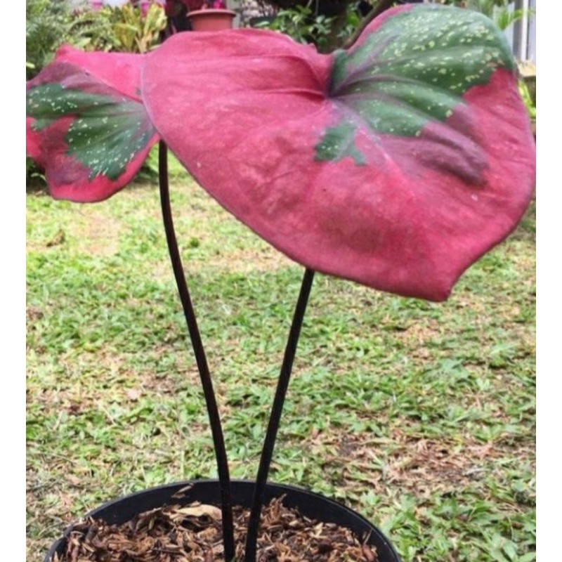 Tanaman hias keladi baret mewah jumbo