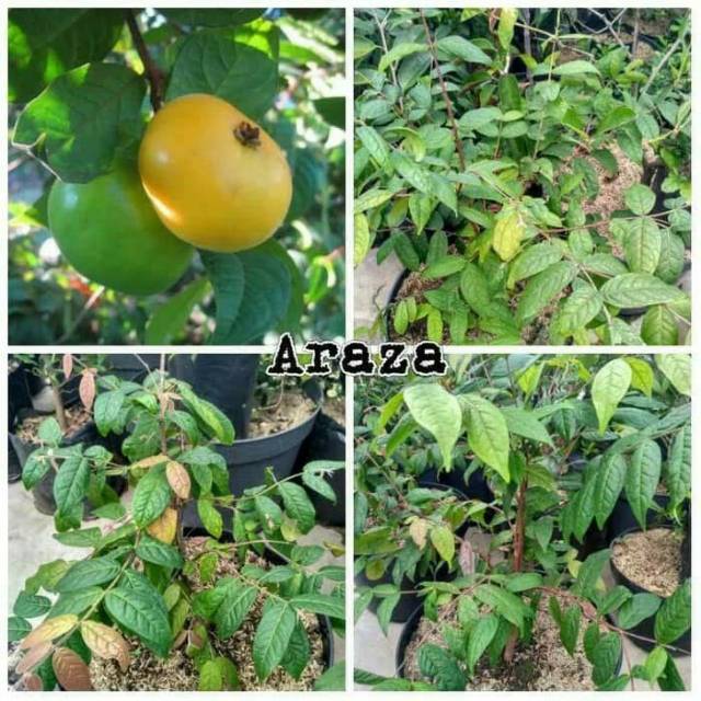 Bibit buah araza