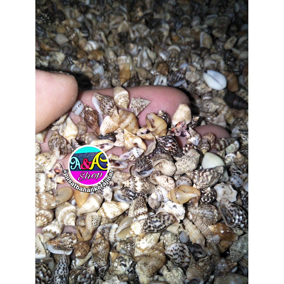 cangkang kerang laut kecil