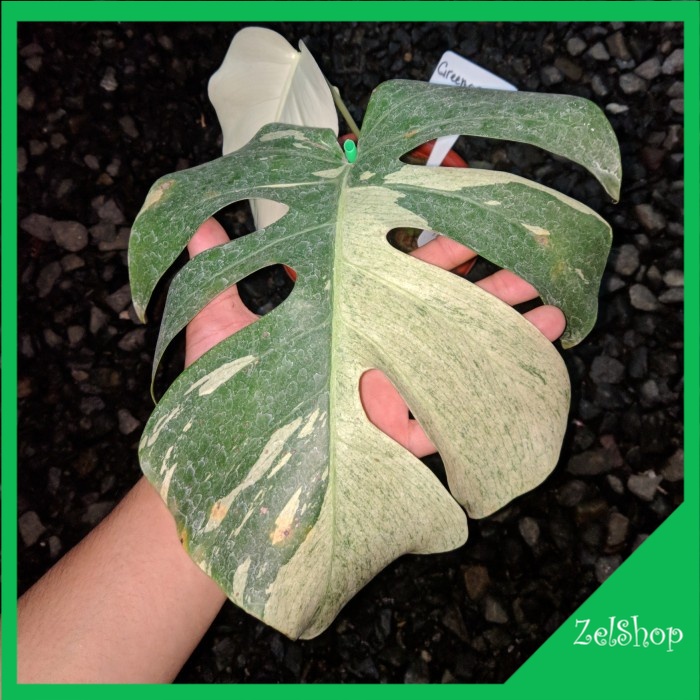Monstera Mint Variegated / Mint Variegata / Monmint / Monstera Mint Variegata Original